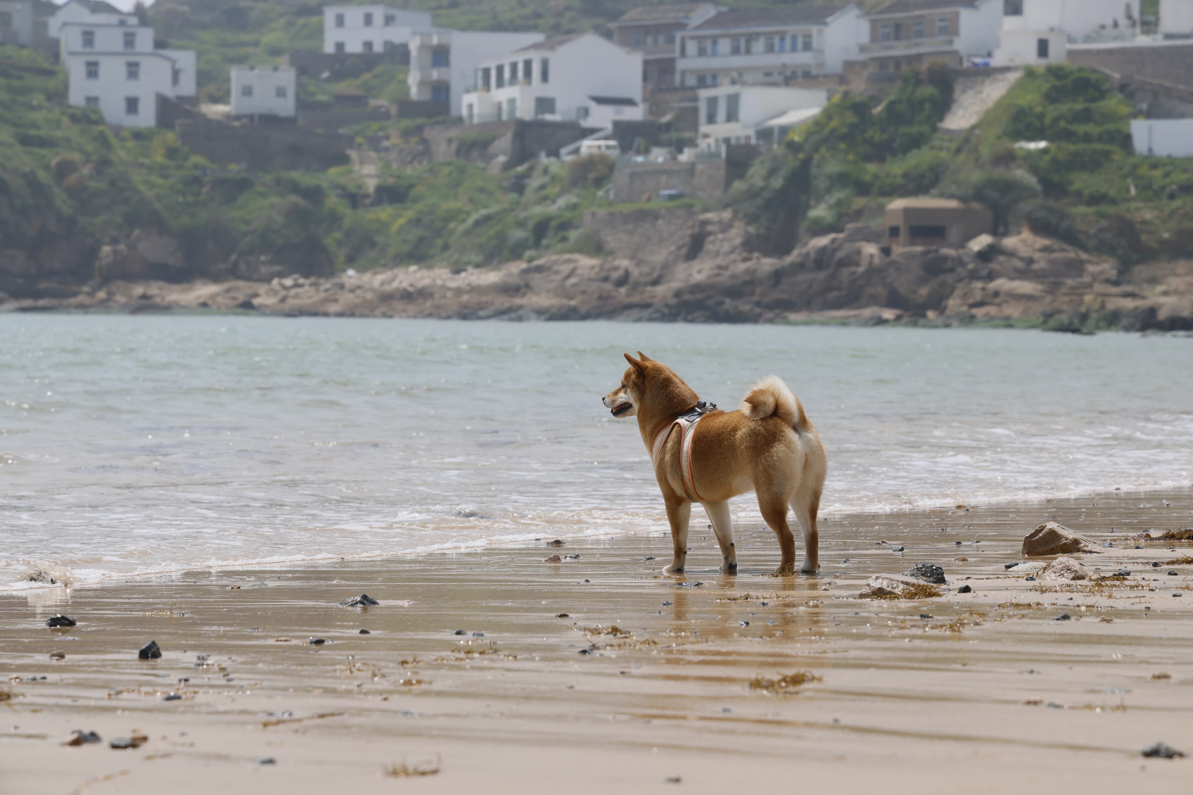 coding dev illustration